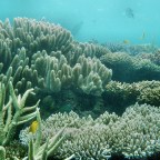 Great Barrier Reef: Should It Remain a World Heritage Site?