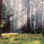 National Park Spotlight: Sequoia & Kings Canyon