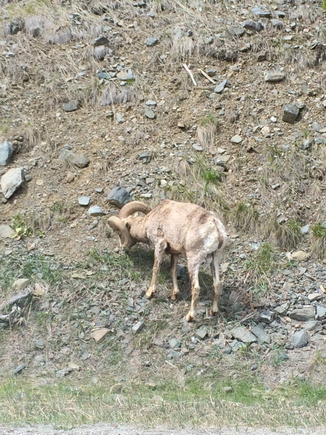 Bighorn Sheep