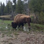 Outdoor Exploration: Yellowstone Part 2