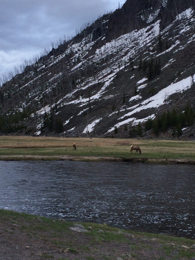 Yellowstone Elk