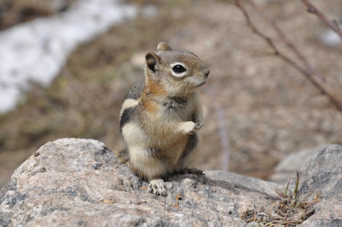 Ground squirrel