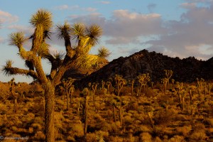 Joshua Tree National Park