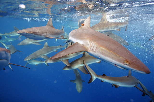 Grey reef sharks protected by the National Monument status