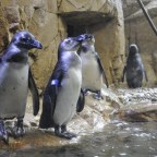 #SEJ2014 Day 3 – Friday