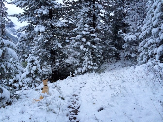 Siku - Jon and Erin's dog!