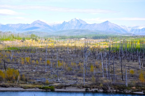 Flathead National Forest on the way to Polebridge