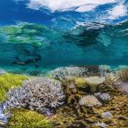 “Coral reefs are a casualty of climate change” — reflections from Chasing Coral
